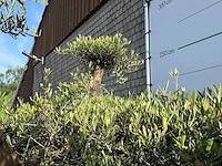 Olijfboom bonsai vertakt xxl - olea europaea - ca. 120 jaar oud - hoogte ca. 280 cm - afbeelding 4 van  4