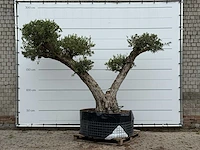 Olijfboom bonsai vertakt xxl - olea europaea - ca. 200 jaar oud - hoogte ca. 250 cm - afbeelding 2 van  8