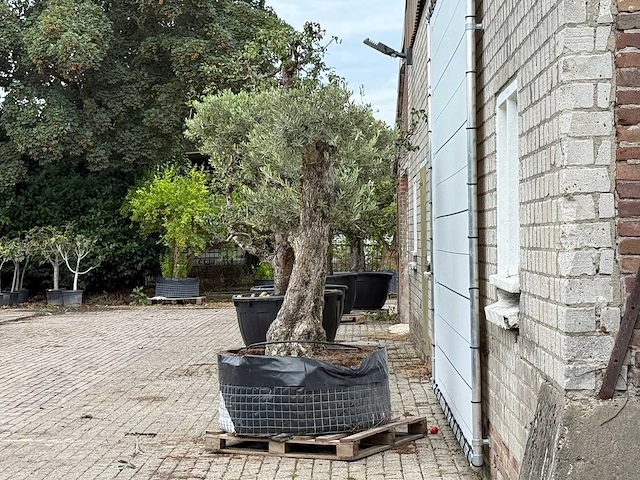 Olijfboom bonsai vertakt xxl - olea europaea - ca. 200 jaar oud - hoogte ca. 250 cm - afbeelding 4 van  8