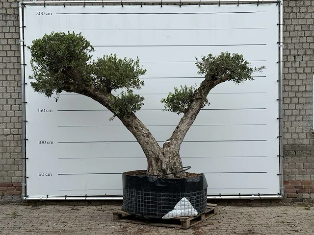 Olijfboom bonsai vertakt xxl - olea europaea - ca. 200 jaar oud - hoogte ca. 260 cm - afbeelding 1 van  8