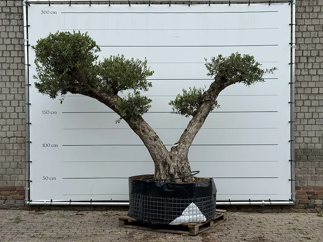 Olijfboom bonsai vertakt xxl - olea europaea - ca. 200 jaar oud - hoogte ca. 260 cm - afbeelding 2 van  8