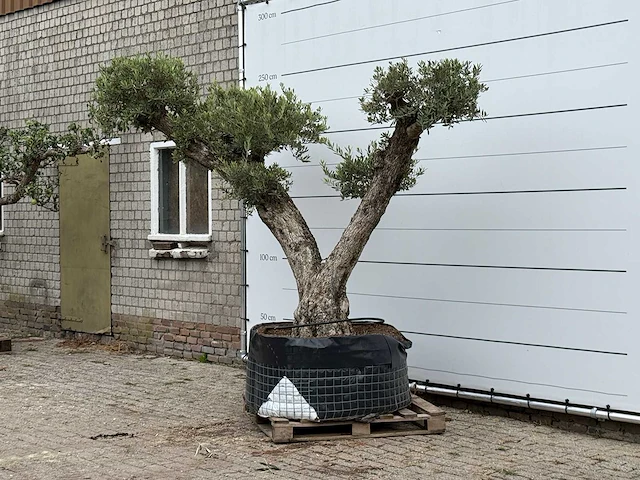 Olijfboom bonsai vertakt xxl - olea europaea - ca. 200 jaar oud - hoogte ca. 260 cm - afbeelding 3 van  8