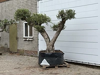 Olijfboom bonsai vertakt xxl - olea europaea - ca. 200 jaar oud - hoogte ca. 260 cm - afbeelding 3 van  8