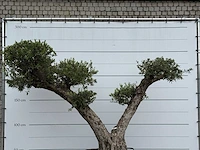 Olijfboom bonsai vertakt xxl - olea europaea - ca. 200 jaar oud - hoogte ca. 260 cm - afbeelding 8 van  8