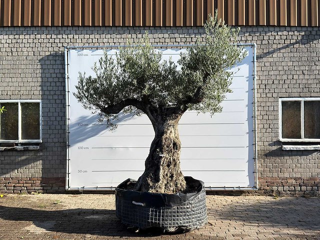 Olijfboom bonsai vertakt xxl - olea europaea - ca. 200 jaar oud - hoogte ca. 280 cm - afbeelding 1 van  5