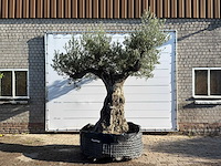 Olijfboom bonsai vertakt xxl - olea europaea - ca. 200 jaar oud - hoogte ca. 280 cm
