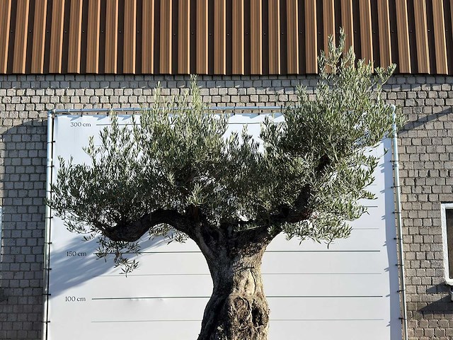 Olijfboom bonsai vertakt xxl - olea europaea - ca. 200 jaar oud - hoogte ca. 280 cm - afbeelding 4 van  5