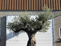 Olijfboom bonsai vertakt xxl - olea europaea - ca. 200 jaar oud - hoogte ca. 280 cm - afbeelding 4 van  5