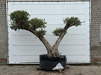 Olijfboom bonsai vertakt xxl - olea europaea - ca. 200 jaar oud - hoogte ca. 280 cm