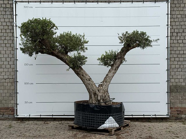 Olijfboom bonsai vertakt xxl - olea europaea - ca. 200 jaar oud - hoogte ca. 280 cm - afbeelding 2 van  8
