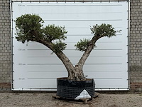 Olijfboom bonsai vertakt xxl - olea europaea - ca. 200 jaar oud - hoogte ca. 280 cm - afbeelding 2 van  8