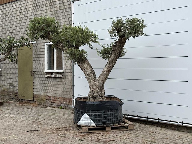 Olijfboom bonsai vertakt xxl - olea europaea - ca. 200 jaar oud - hoogte ca. 280 cm - afbeelding 3 van  8