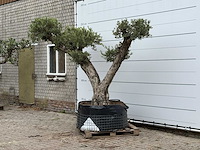 Olijfboom bonsai vertakt xxl - olea europaea - ca. 200 jaar oud - hoogte ca. 280 cm - afbeelding 3 van  8