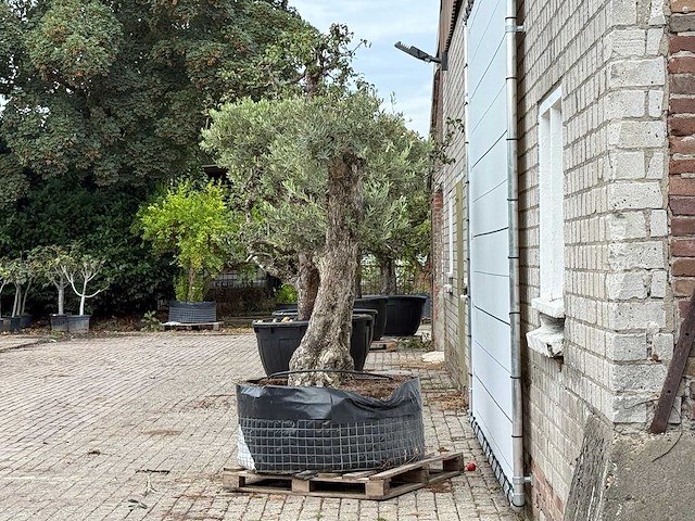 Olijfboom bonsai vertakt xxl - olea europaea - ca. 200 jaar oud - hoogte ca. 280 cm - afbeelding 4 van  8
