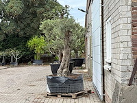 Olijfboom bonsai vertakt xxl - olea europaea - ca. 200 jaar oud - hoogte ca. 280 cm - afbeelding 4 van  8