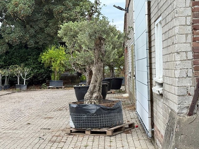 Olijfboom bonsai vertakt xxl - olea europaea - ca. 200 jaar oud - hoogte ca. 280 cm - afbeelding 5 van  8
