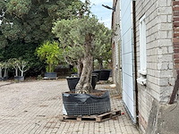 Olijfboom bonsai vertakt xxl - olea europaea - ca. 200 jaar oud - hoogte ca. 280 cm - afbeelding 5 van  8