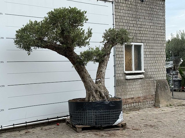 Olijfboom bonsai vertakt xxl - olea europaea - ca. 200 jaar oud - hoogte ca. 280 cm - afbeelding 6 van  8