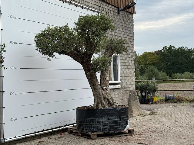 Olijfboom bonsai vertakt xxl - olea europaea - ca. 200 jaar oud - hoogte ca. 280 cm - afbeelding 7 van  8