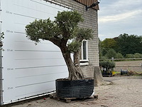 Olijfboom bonsai vertakt xxl - olea europaea - ca. 200 jaar oud - hoogte ca. 280 cm - afbeelding 7 van  8