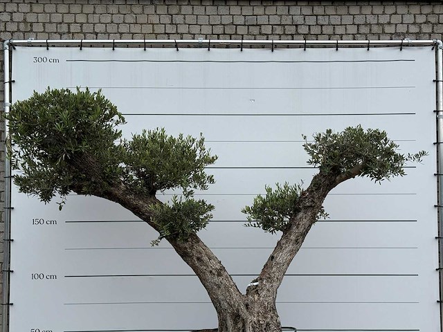 Olijfboom bonsai vertakt xxl - olea europaea - ca. 200 jaar oud - hoogte ca. 280 cm - afbeelding 8 van  8