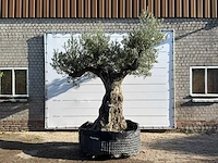 Olijfboom bonsai vertakt xxl - olea europaea - ca. 200 jaar oud - hoogte ca. 280 cm