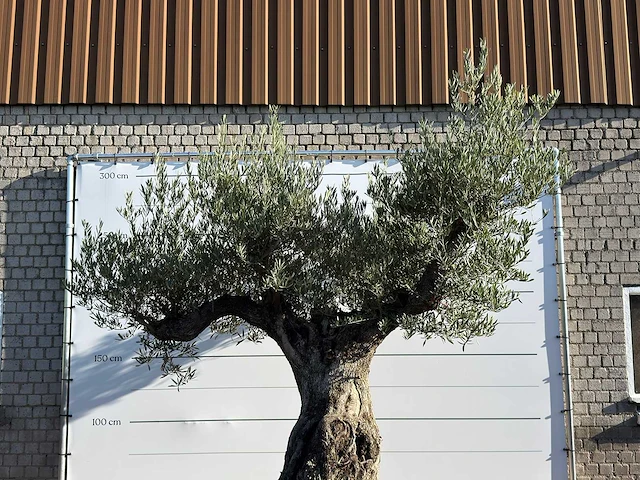 Olijfboom bonsai vertakt xxl - olea europaea - ca. 200 jaar oud - hoogte ca. 280 cm - afbeelding 4 van  5