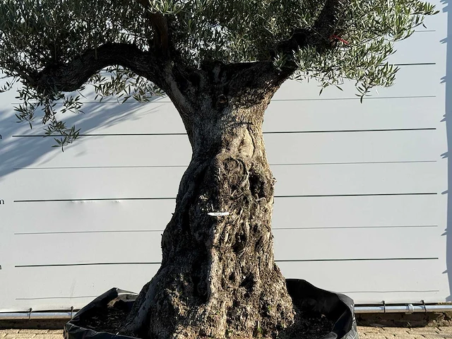 Olijfboom bonsai vertakt xxl - olea europaea - ca. 200 jaar oud - hoogte ca. 280 cm - afbeelding 5 van  5