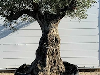 Olijfboom bonsai vertakt xxl - olea europaea - ca. 200 jaar oud - hoogte ca. 280 cm - afbeelding 5 van  5