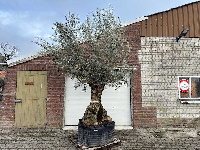 Olijfboom bonsai xl - olea europaea - 200 jaar oud - hoogte ca. 300 cm - afbeelding 1 van  6