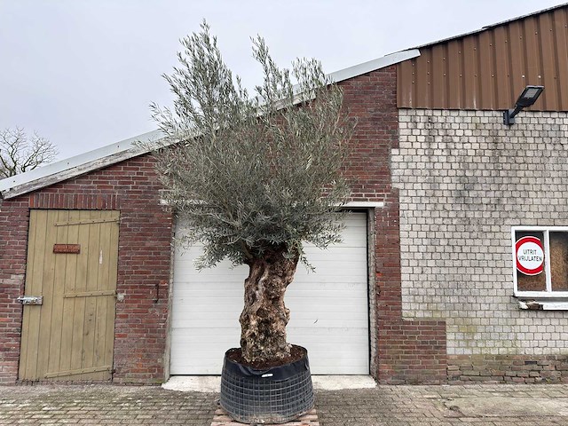 Olijfboom bonsai xl - olea europaea - 200 jaar oud - hoogte ca. 330 cm - afbeelding 7 van  8