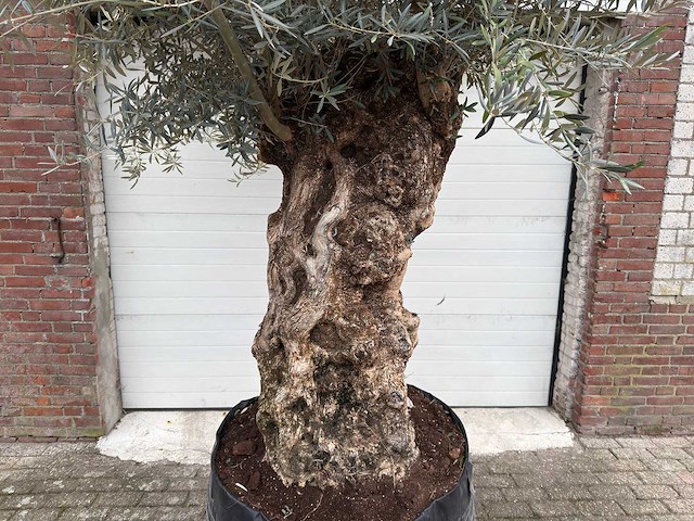 Olijfboom bonsai xl - olea europaea - 200 jaar oud - hoogte ca. 330 cm - afbeelding 8 van  8