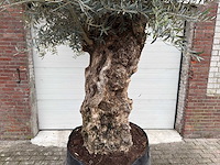 Olijfboom bonsai xl - olea europaea - 200 jaar oud - hoogte ca. 330 cm - afbeelding 8 van  8
