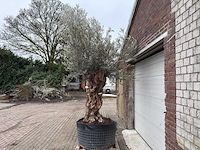Olijfboom bonsai xl - olea europaea - 200 jaar oud - hoogte ca. 330 cm - afbeelding 2 van  8