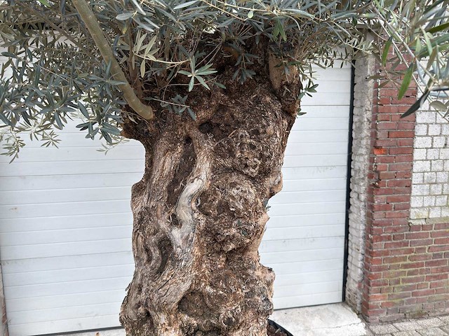 Olijfboom bonsai xl - olea europaea - 200 jaar oud - hoogte ca. 330 cm - afbeelding 4 van  8
