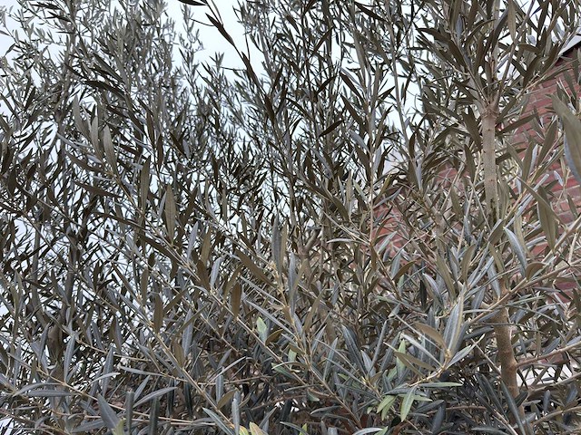 Olijfboom bonsai xl - olea europaea - 200 jaar oud - hoogte ca. 330 cm - afbeelding 5 van  8