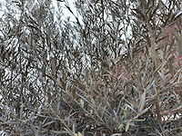 Olijfboom bonsai xl - olea europaea - 200 jaar oud - hoogte ca. 330 cm - afbeelding 5 van  8