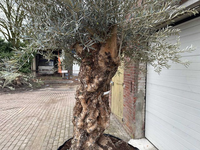 Olijfboom bonsai xl - olea europaea - 200 jaar oud - hoogte ca. 330 cm - afbeelding 6 van  8