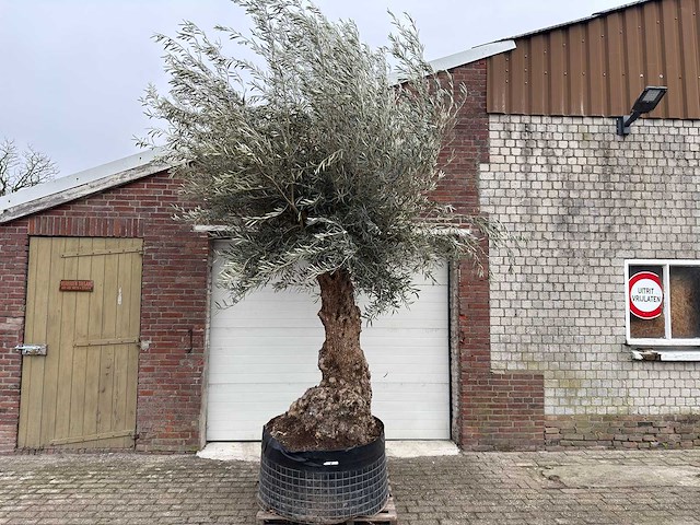 Olijfboom bonsai xl - olea europaea - 200 jaar oud - hoogte ca. 330 cm - afbeelding 5 van  7