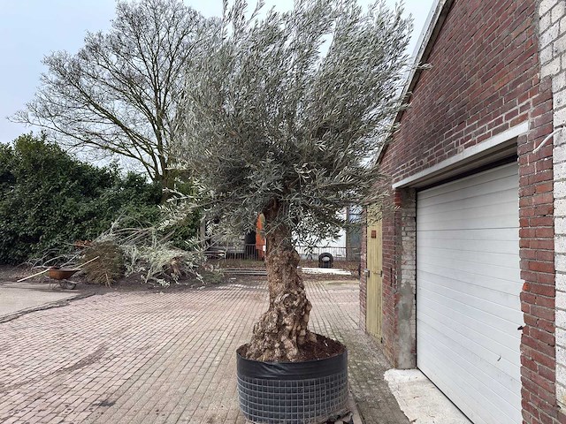 Olijfboom bonsai xl - olea europaea - 200 jaar oud - hoogte ca. 330 cm - afbeelding 1 van  7