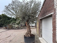 Olijfboom bonsai xl - olea europaea - 200 jaar oud - hoogte ca. 330 cm - afbeelding 1 van  7