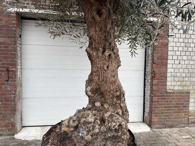 Olijfboom bonsai xl - olea europaea - 200 jaar oud - hoogte ca. 330 cm - afbeelding 2 van  7