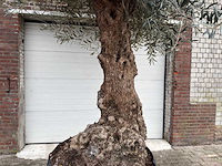 Olijfboom bonsai xl - olea europaea - 200 jaar oud - hoogte ca. 330 cm - afbeelding 2 van  7