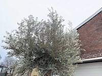 Olijfboom bonsai xl - olea europaea - 200 jaar oud - hoogte ca. 330 cm - afbeelding 3 van  7