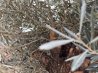 Olijfboom bonsai xl - olea europaea - 200 jaar oud - hoogte ca. 330 cm - afbeelding 6 van  7