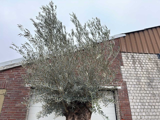 Olijfboom bonsai xl - olea europaea - 200 jaar oud - hoogte ca. 330 cm - afbeelding 3 van  8
