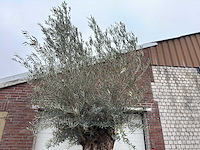 Olijfboom bonsai xl - olea europaea - 200 jaar oud - hoogte ca. 330 cm - afbeelding 3 van  8