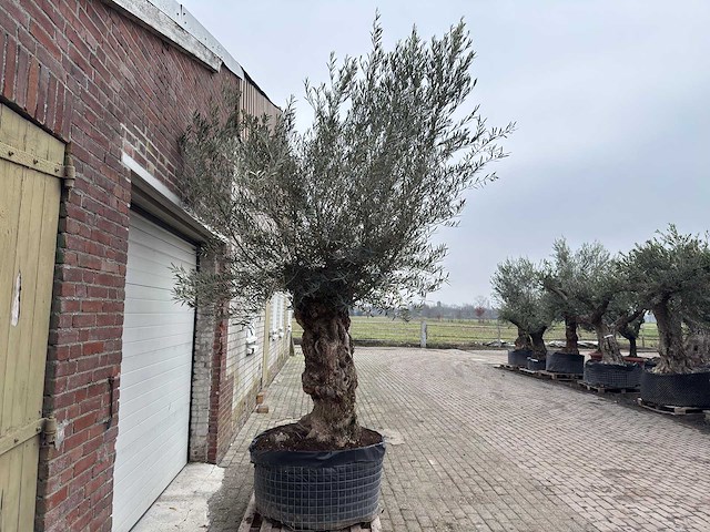 Olijfboom bonsai xl - olea europaea - 200 jaar oud - hoogte ca. 330 cm - afbeelding 5 van  8