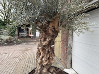 Olijfboom bonsai xl - olea europaea - 200 jaar oud - hoogte ca. 330 cm - afbeelding 8 van  8