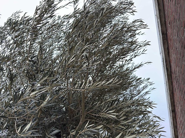 Olijfboom bonsai xl - olea europaea - 200 jaar oud - hoogte ca. 330 cm - afbeelding 3 van  5